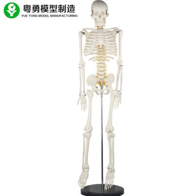 مدل استخوانی بلند قد انسان با دیسک بین مهره ای ریشه عصب نخاعی عروق گردنی عروقی