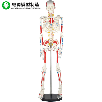 مدل اسکلت بدن انسان بزرگسال / مدل آناتومی عضلانی و اسکلت انسان