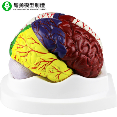 مدل آناتومی مغز انسان / مدل های پلاستیکی مغز پلاستیک مواد PVC
