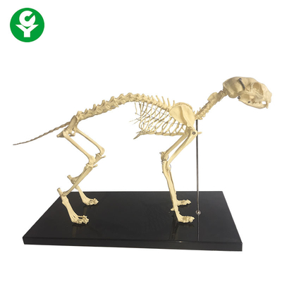 مدل های آناتومی حیوانات استخوان طبیعی استخوان / مدل اسکلت گربه آناتومی