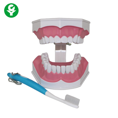 مدل دندانهای انسانی برای دانشجویان دندانپزشکی نشان دادن آموزش مسواک زدن