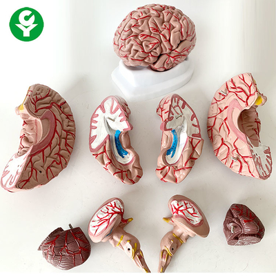 8 قسمت آناتومی مغز مدل علوم پزشکی موضوع زندگی بشر اندازه 1.5 کیلوگرم