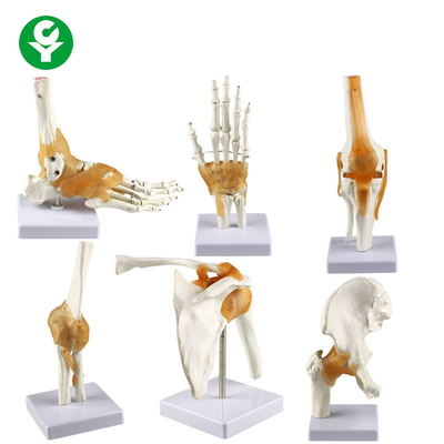 سایز کامل مدل اتصالات انسانی / شانه آرنج مفصل ران و استخوان ران