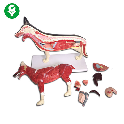 مدل سگ شکل آناتومی حیوانات کبد قلب ریه بدن در دسترس است