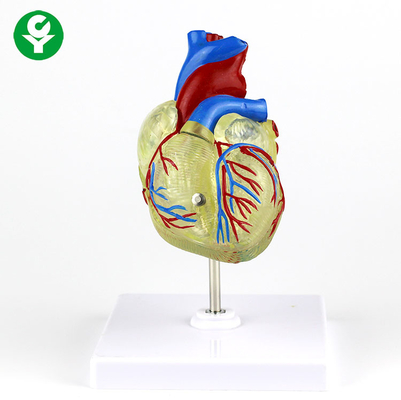پلاستیک شفاف برای تظاهرات مدل قلب پزشکی بزرگسالان انسان