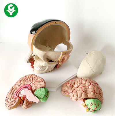 بسته بندی CM آناتومی مغزی مدل آناتومی مغز مدل ساختاری