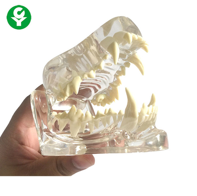 مواد PVC شفاف / دندان دندان سگ آناتومی استخوان فک استخوان