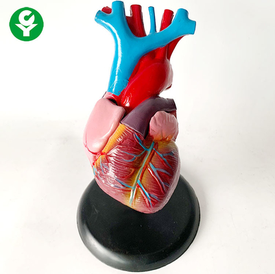 مدل ارگانهای بدن انسان آناتومی / آموزش قلب سیستم ارگانیسم احشایی