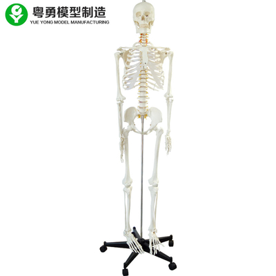 کل اسکلت بدن انسان / نمونه اسکلت آناتومیک اندازه کامل