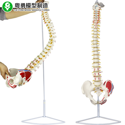 ستون فقرات پزشکی مدل ستون فقرات لگن عضله سر آناتومیک