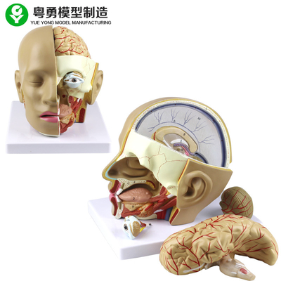 مدل جمجمه آناتومی پلاستیک / مدل آناتومی سر انسان PVC با مغز