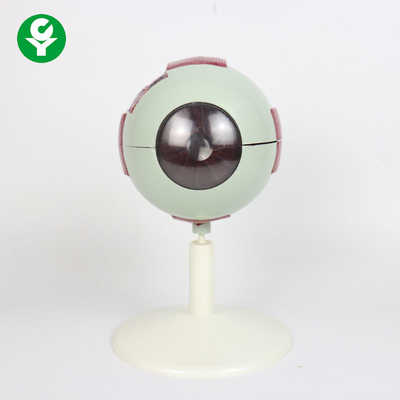 پیشرفته مدل آناتومی چشم بزرگ شده / مدل آناتومی Eyeball مدل وزن 0.8 کیلوگرم